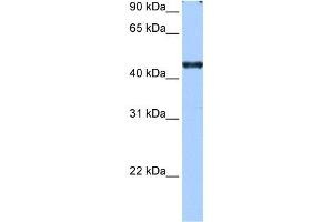 RBM42 antibody used at 0. (RBM42 antibody  (C-Term))