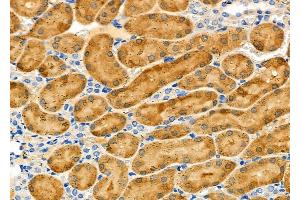 ABIN6263376 and ABIN6279028 at 1/100 staining Rat kidney tissue by IHC-P. (MRPL55 antibody  (Internal Region))