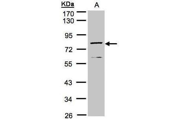 DPP3 antibody