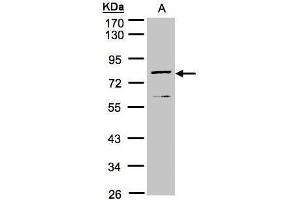 WB Image Sample(30 μg of whole cell lysate) A:MOLT4, 10% SDS PAGE antibody diluted at 1:1000