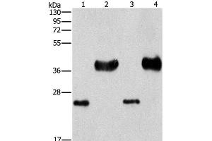 Western Blot analysis of Mouse liver tissue and k562 cell, hela and 293T cell using LIN28B Polyclonal Antibody at dilution of 1:550 (LIN28B antibody)