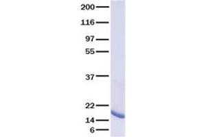 Validation with Western Blot (IL16 Protein (Transcript Variant 1))