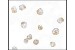 Immunocytochemistry of ORAI3 in A20 cells with this product at 5 μg/ml. (ORAI3 antibody  (C-Term))
