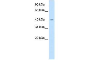 WB Suggested Anti-JUND Antibody Titration:  0. (JunD antibody  (C-Term))