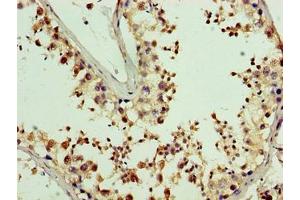 Immunohistochemistry of paraffin-embedded human testis tissue using ABIN7162466 at dilution of 1:100 (PDRG1 antibody  (AA 1-133))