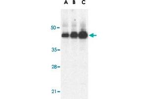 Western blot analysis of Casp12 (large) in human heart lysate with Casp12 large polyclonal antibody  at 0.