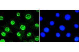 NIH/3T3 cells were fixed in paraformaldehyde, permeabilized with 0.