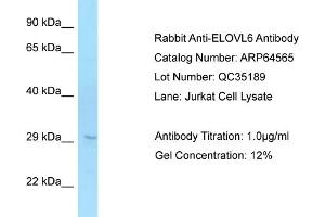 Western Blotting (WB) image for anti-ELOVL Fatty Acid Elongase 6 (ELOVL6) (C-Term) antibody (ABIN2774401) (ELOVL6 antibody  (C-Term))