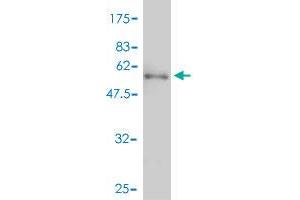 Western Blot detection against Immunogen (57. (GDF10 antibody  (AA 1-288))
