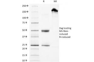 SDS-PAGE Analysis of Purified, BSA-Free LAMP3 Antibody (clone LAMP3/968). (LAMP3 antibody)