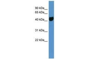 OR1S1 antibody  (C-Term)