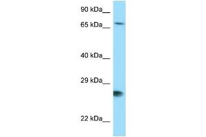 WB Suggested Anti-BAG1 Antibody Titration: 1. (BAG1 antibody  (N-Term))