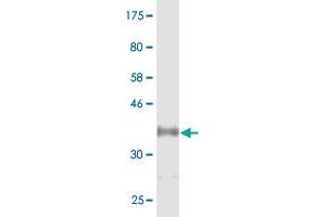 CYP46A1 antibody  (AA 201-300)