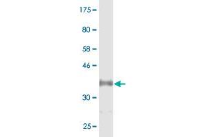 Western Blot detection against Immunogen (36. (CYP46A1 antibody  (AA 201-300))