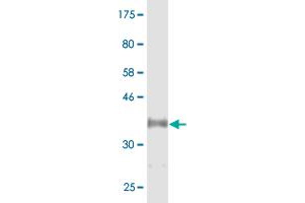 CYP46A1 antibody  (AA 201-300)