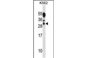 Western blot analysis in K562 cell line lysates (35ug/lane). (Myogenin antibody  (AA 123-150))