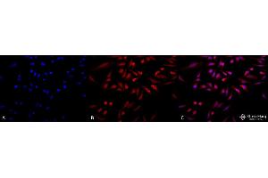 Immunocytochemistry/Immunofluorescence analysis using Rabbit Anti-GRP78 Polyclonal Antibody . (GRP78 antibody  (Atto 390))
