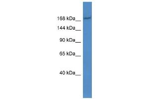 WB Suggested Anti-Abcc2 Antibody Titration:  0.
