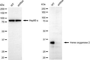 Western blotting analysis using heme oxygenase 2 antibody (ABIN7798886). (HMOX2 antibody)