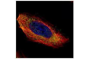 ICC/IF Image Confocal immunofluorescence analysis (Olympus FV10i) of paraformaldehyde-fixed HeLa, using MEK1, antibody (Green) at 1:200 dilution. (MEK1 antibody)