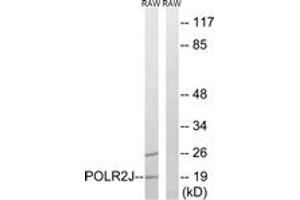 Western Blotting (WB) image for anti-Polymerase (RNA) II (DNA Directed) Polypeptide J, 13.3kDa (POLR2J) (AA 10-59) antibody (ABIN2890272) (POLR2J antibody  (AA 10-59))