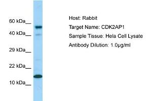 Western Blotting (WB) image for anti-Cyclin-Dependent Kinase 2 Associated Protein 1 (CDK2AP1) (C-Term) antibody (ABIN2789771) (CDK2AP1 antibody  (C-Term))