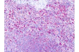 Anti-HRH1 / H1 Receptor antibody IHC of human spleen. (HRH1 antibody  (Cytoplasmic Domain))