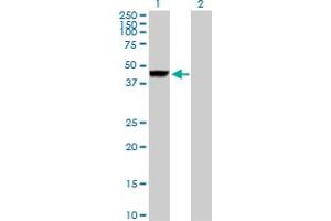 Western Blot analysis of CTSD expression in transfected 293T cell line by CTSD MaxPab polyclonal antibody. (Cathepsin D antibody  (AA 1-412))