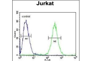 ST3GAL5 Antibody (C-term) (ABIN652016 and ABIN2840497) flow cytometric analysis of Jurkat cells (right histogram) compared to a negative control cell (left histogram). (ST3GAL5 antibody  (AA 389-418))