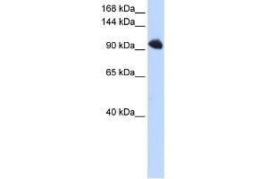 WB Suggested Anti-SFRS8 Antibody Titration:  0. (SFRS8 antibody  (N-Term))