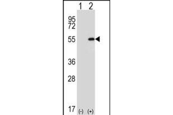 DDX39 anticorps  (AA 250-277)