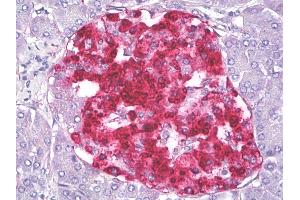 Anti-IGFBP7 / TAF antibody IHC of human pancreas, islets of Langerhans. (IGFBP7 antibody)