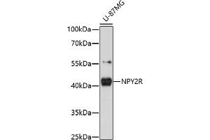 Western blot analysis of extracts of U-87MG cells, using NPY2R antibody (ABIN7268889) at 1:1000 dilution. (NPY2R antibody  (C-Term))
