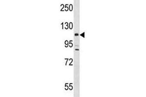 Lats2 antibody western blot analysis in mouse testis tissue lysate. (LATS2 antibody  (AA 1000-1027))