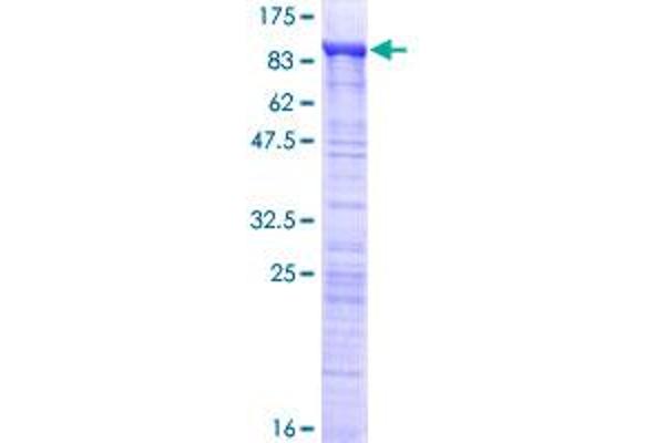 MED26 Protein (AA 1-600) (GST tag)