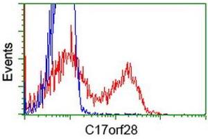 HEK293T cells transfected with either RC206740 overexpress plasmid (Red) or empty vector control plasmid (Blue) were immunostained by anti-C17orf28 antibody (ABIN2452861), and then analyzed by flow cytometry.