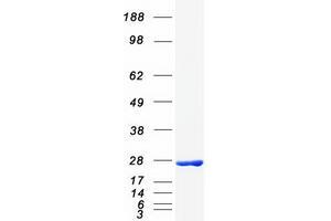 Validation with Western Blot (MYL3/CMLC1 Protein (Myc-DYKDDDDK Tag))