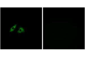 Immunofluorescence analysis of HeLa cells, using GPR152 Antibody. (GPR152 antibody  (AA 301-350))