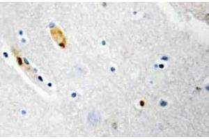 Immunohistochemistry (IHC) analyzes of TCF-3 antibody in paraffin-embedded human brain tissue.