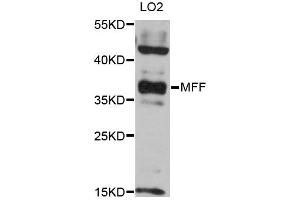 Western blot analysis of extracts of LO2 cells, using MFF antibody (ABIN6293329) at 1:3000 dilution. (MFF antibody)