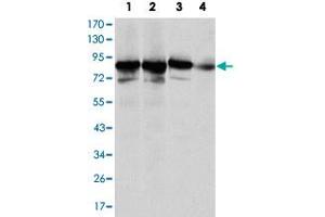 Western blot analysis of XRCC5 monoclonal antobody, clone 5C5  against HeLa (1), MCF-7 (2), A-549 (3) and NIH/3T3 (4) cell lysate. (XRCC5 antibody)