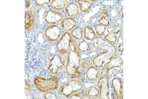 Immunohistochemistry of paraffin-embedded rat kidney using CNTN4 Rabbit mAb (ABIN7266495) at dilution of 1:100 (40x lens). (Contactin 4 antibody)