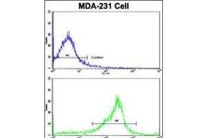 Flow cytometric analysis of MDA-231 cells using SERPINA9 Antibody (bottom histogram) compared to a negative control cell (top histogram). (SERPINA9 antibody  (AA 194-222))