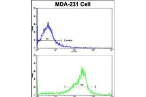 Flow cytometric analysis of MDA-231 cells using SERPINA9 Antibody (bottom histogram) compared to a negative control cell (top histogram).