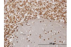 Immunoperoxidase of monoclonal antibody to EN1 on formalin-fixed paraffin-embedded human cerebellum. (EN1 antibody  (AA 266-392))