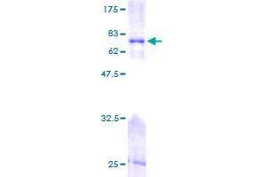 Image no. 1 for FK506 Binding Protein 8, 38kDa (FKBP8) (AA 1-355) protein (GST tag) (ABIN1354140)