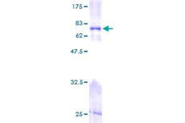 FKBP8 Protein (AA 1-355) (GST tag)