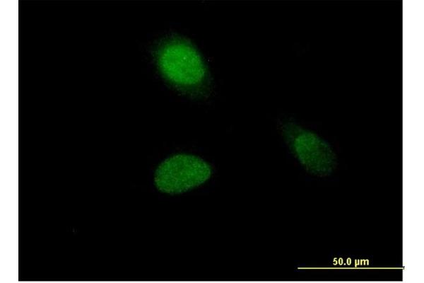 Histone H1.1 antibody  (AA 1-215)