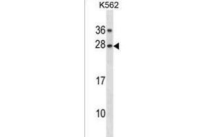 GAR1 Antibody (Center) (ABIN1881363 and ABIN2838368) western blot analysis in K562 cell line lysates (35 μg/lane). (GAR1 antibody  (AA 86-114))