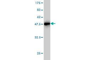 Western Blot detection against Immunogen (47. (Prolactin antibody  (AA 29-227))